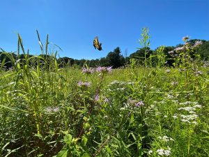 Bronson Fields Pollinator Meadow