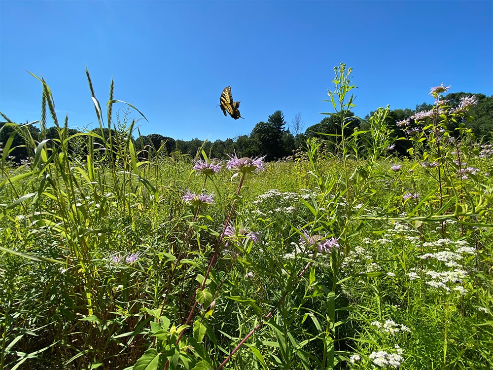 Bronson Fields Pollinator Meadow